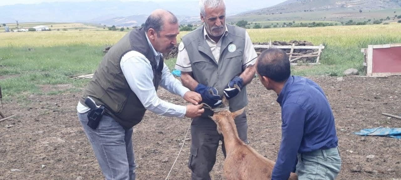 Elazığ’da bitkin halde bulunan dağ keçisi koruma altına alındı
