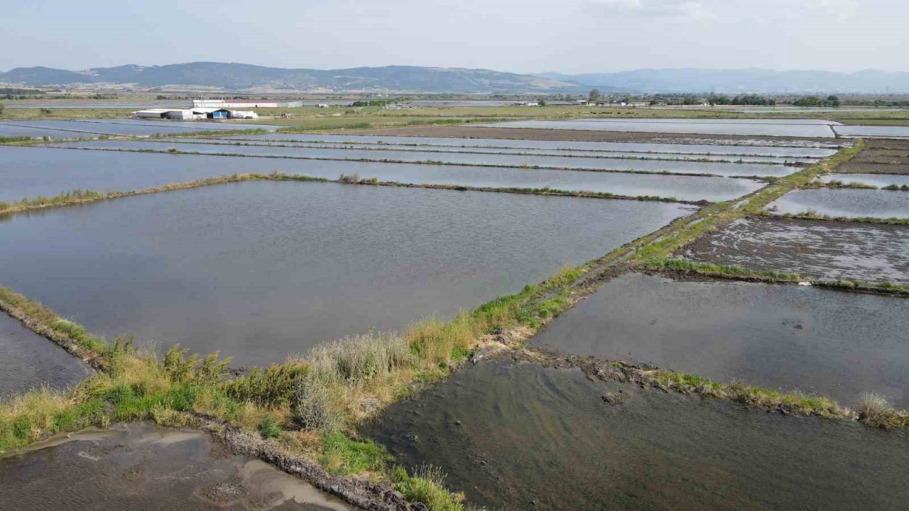 Gönen ve Manyas ovalarında çeltik ekimine başlandı
