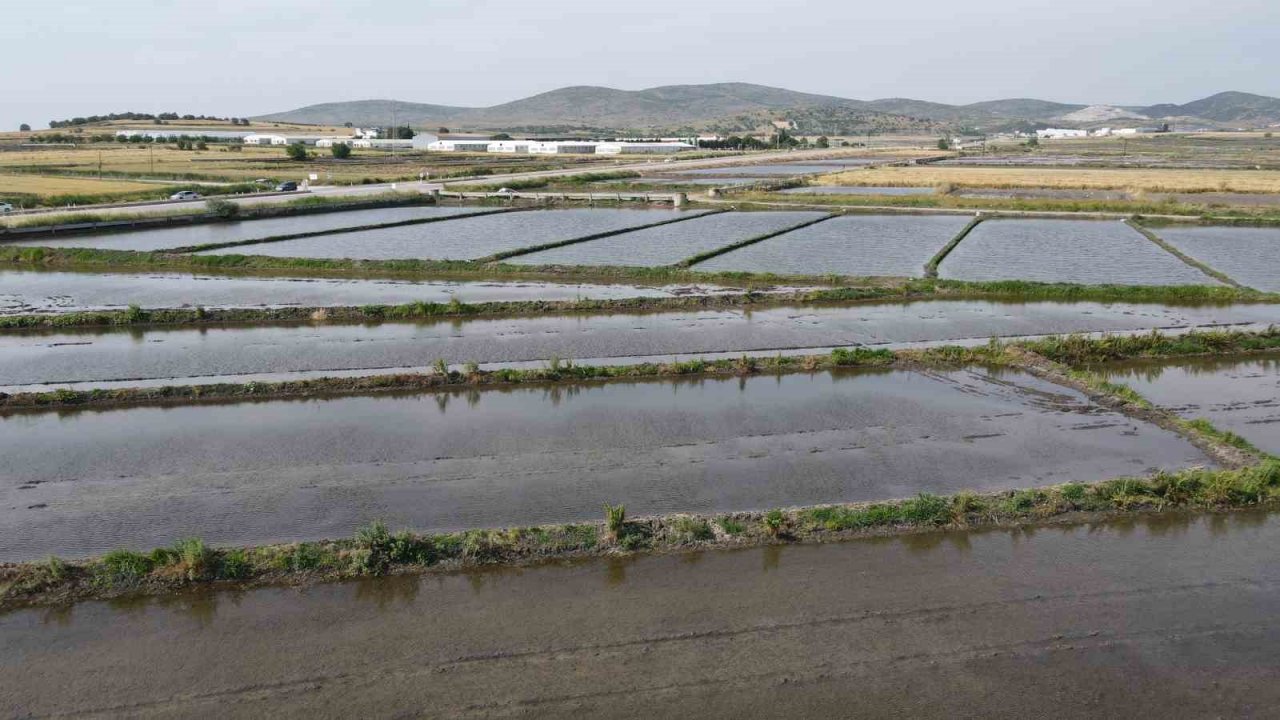 Gönen ve Manyas ovalarında çeltik ekimine başlandı