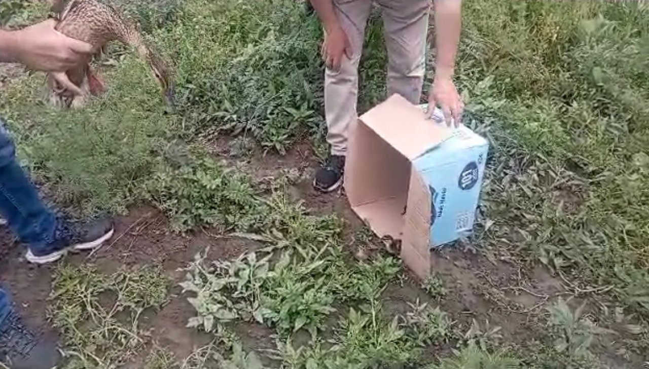 Kars’ta anne ördek yavrularıyla doğal ortama bırakıldı