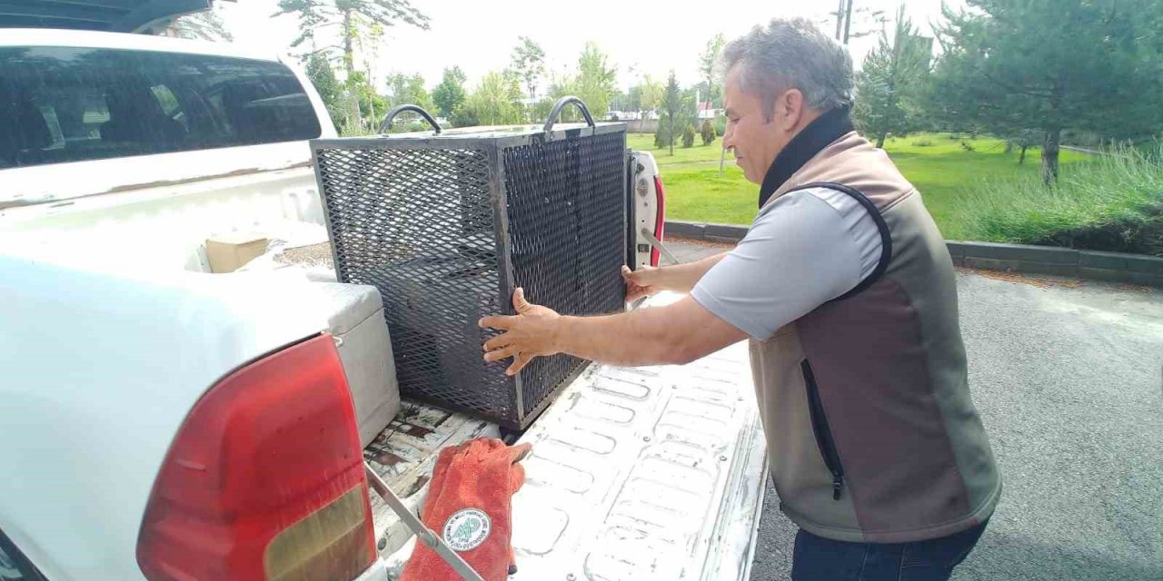 Yaralı kerkenez kuşuna yardım eli