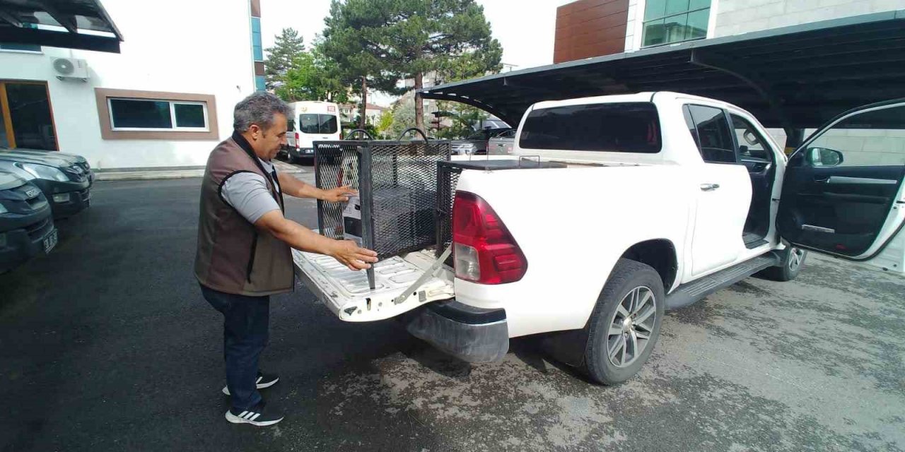 Yaralı kerkenez kuşuna yardım eli