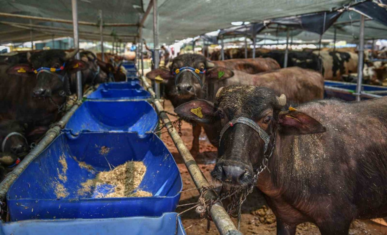 Kepez Kurban Bayramına hazır