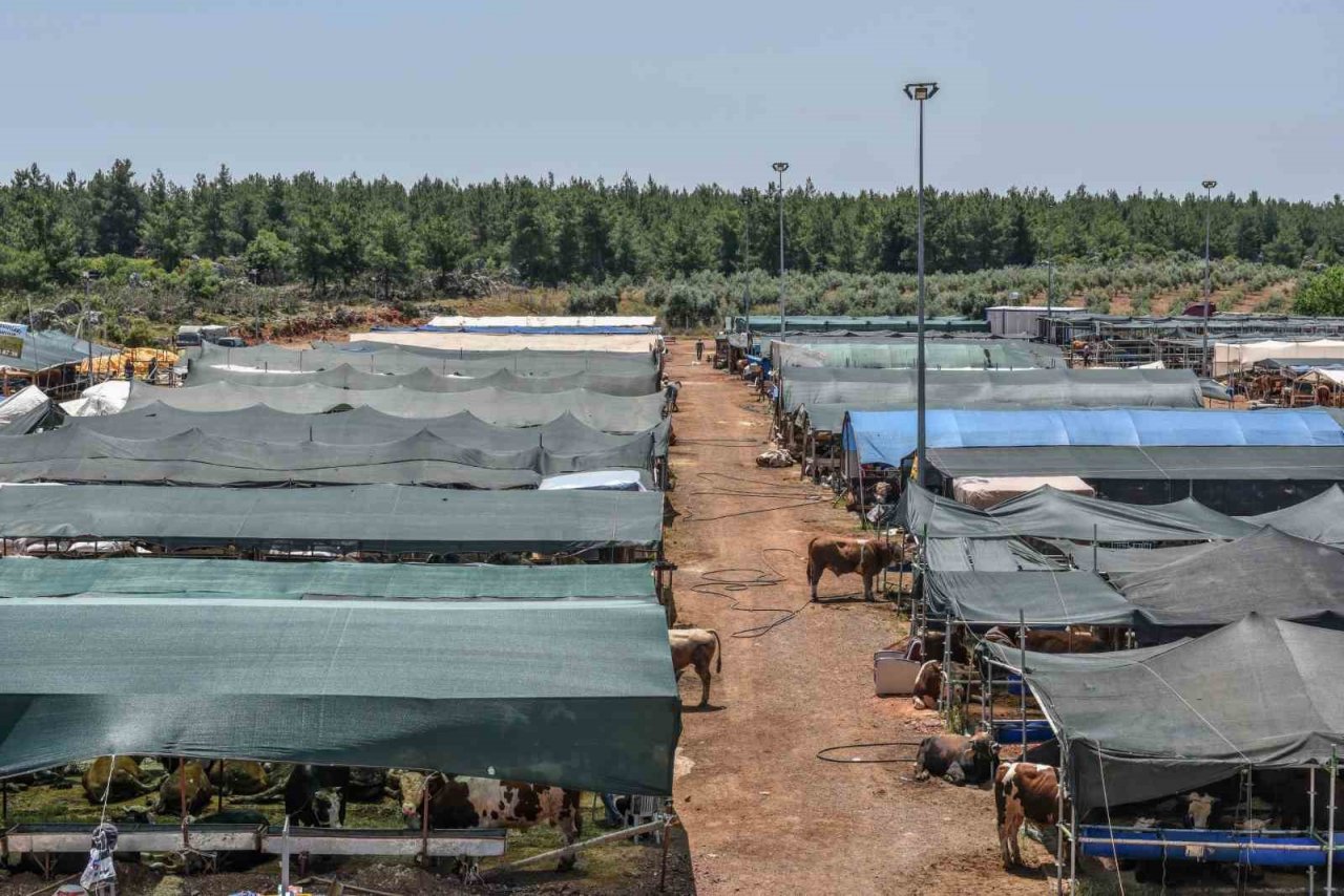 Kepez Kurban Bayramına hazır