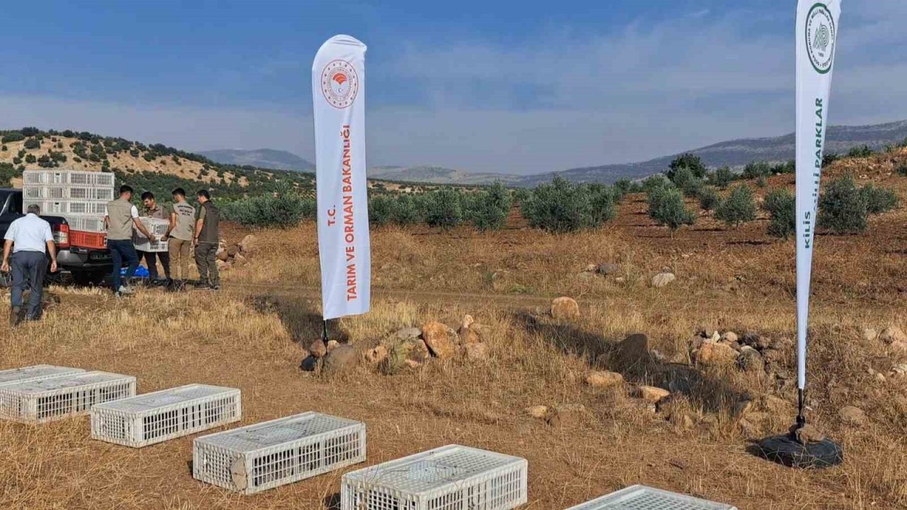 Kilis’te yüzlerce keklik doğaya bırakıldı