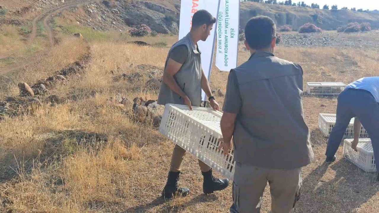 Kilis’te yüzlerce keklik doğaya bırakıldı