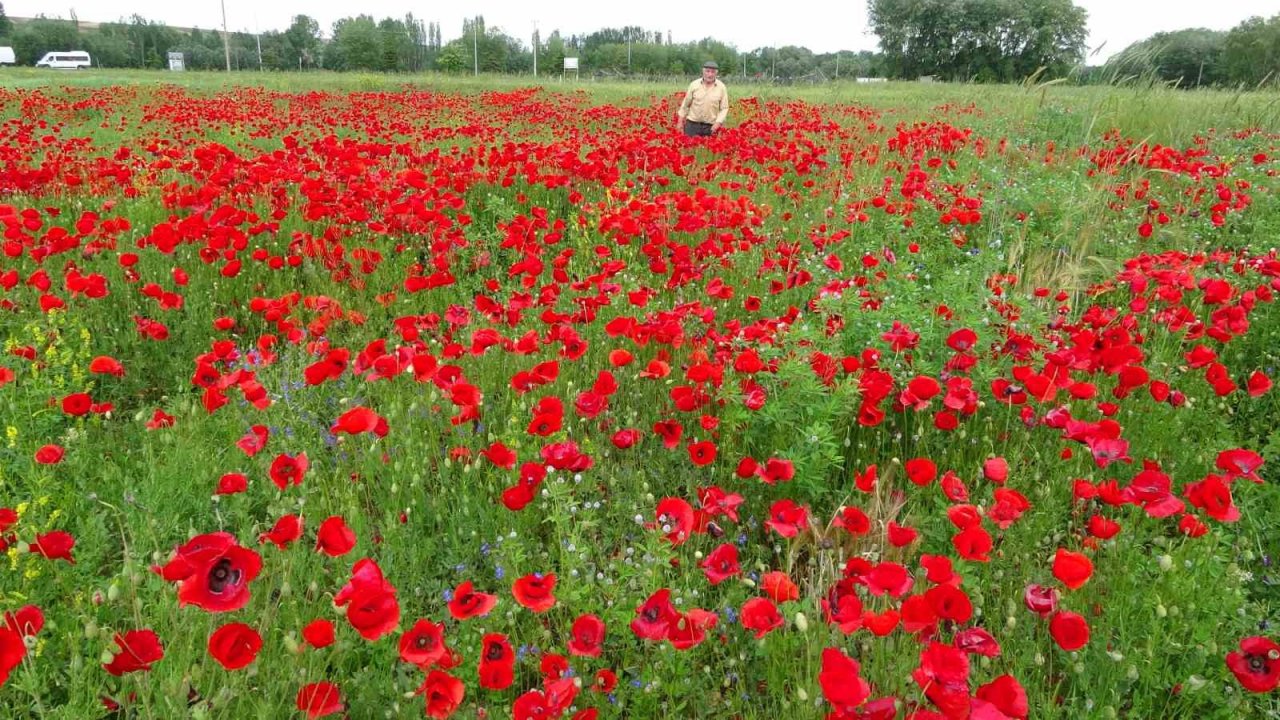 Kütahya’da gelincik tarlası görsel şölen sunuyor