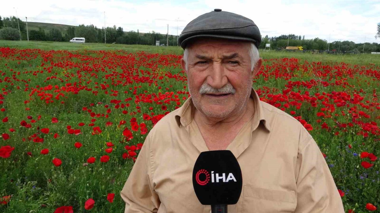 Kütahya’da gelincik tarlası görsel şölen sunuyor