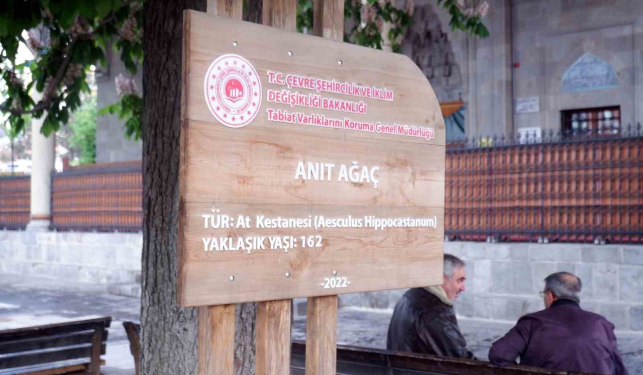 Asırlık kestane ağaçları çiçek açtı