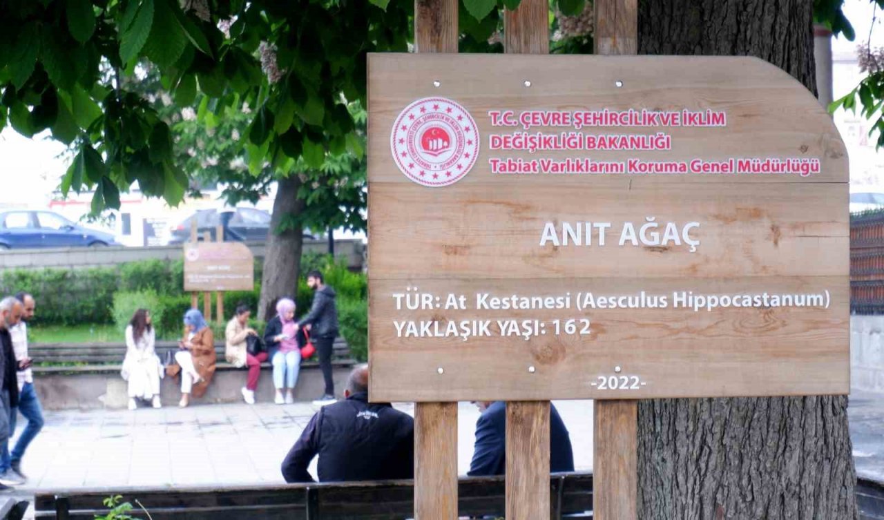 Asırlık kestane ağaçları çiçek açtı