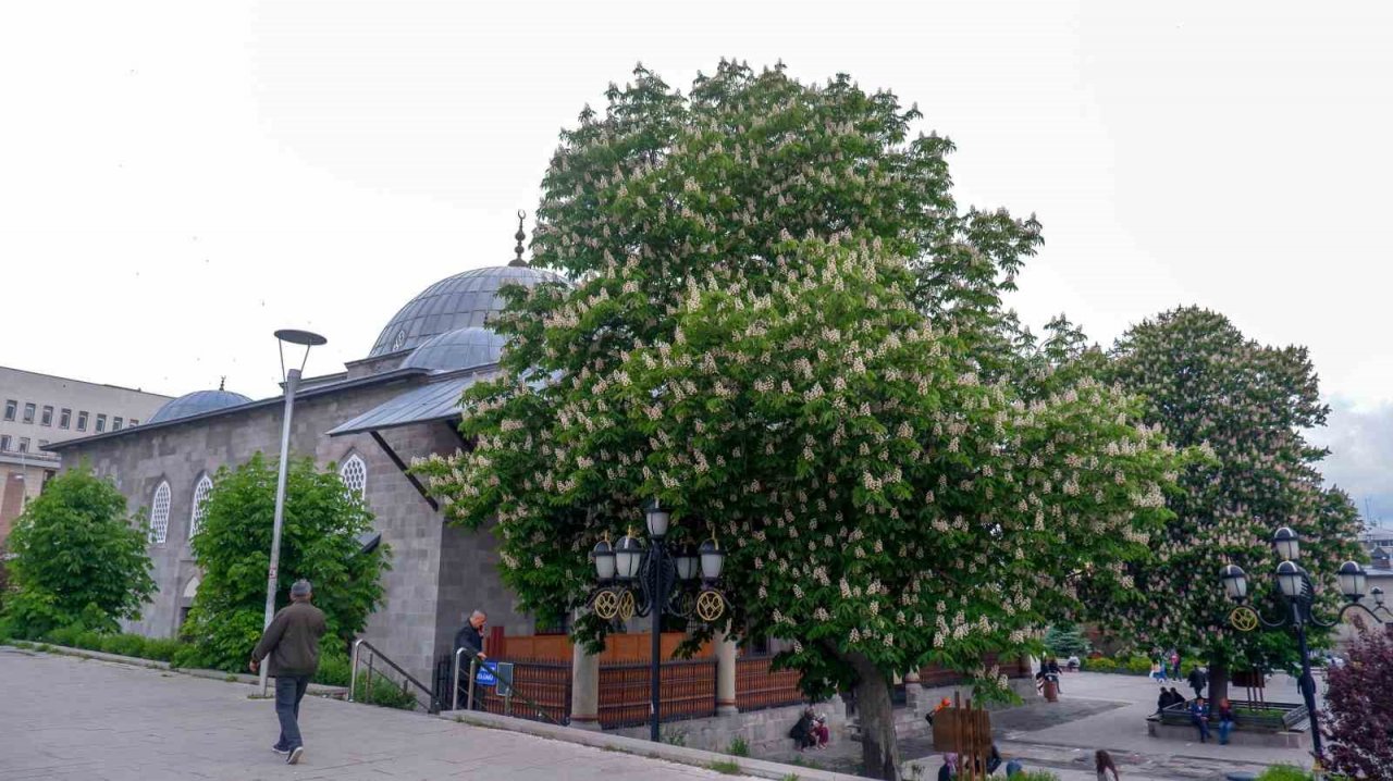 Asırlık kestane ağaçları çiçek açtı