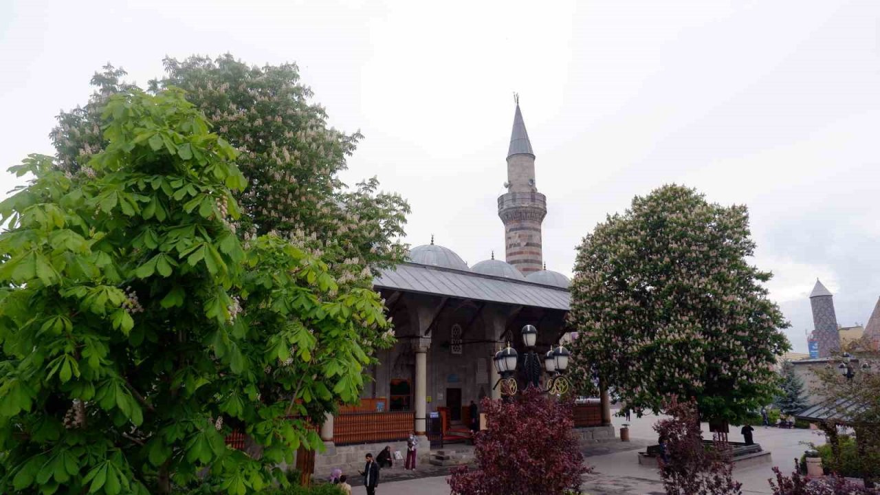 Asırlık kestane ağaçları çiçek açtı