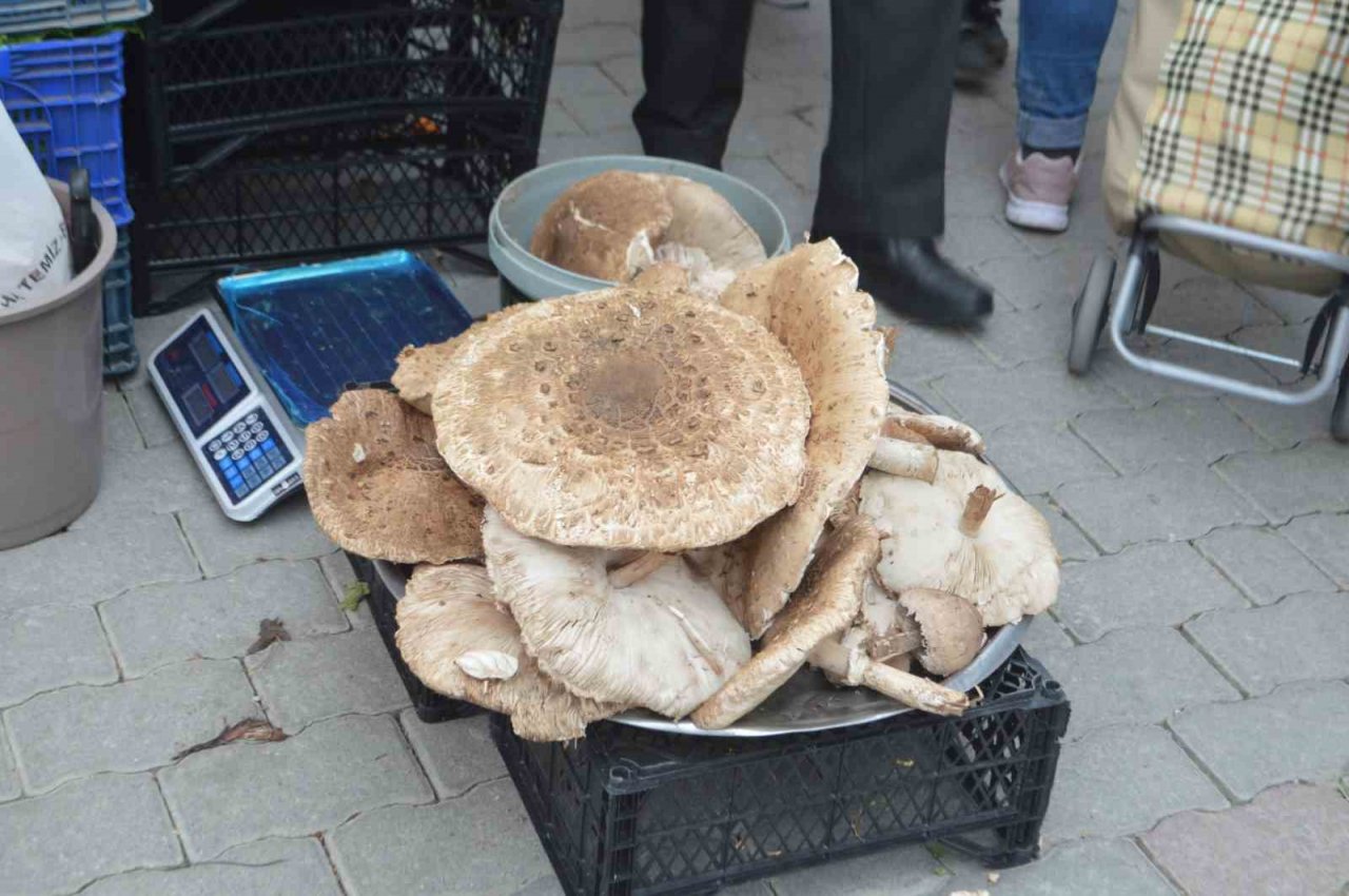 Yağmur yağışları sonrası mantar bereketi