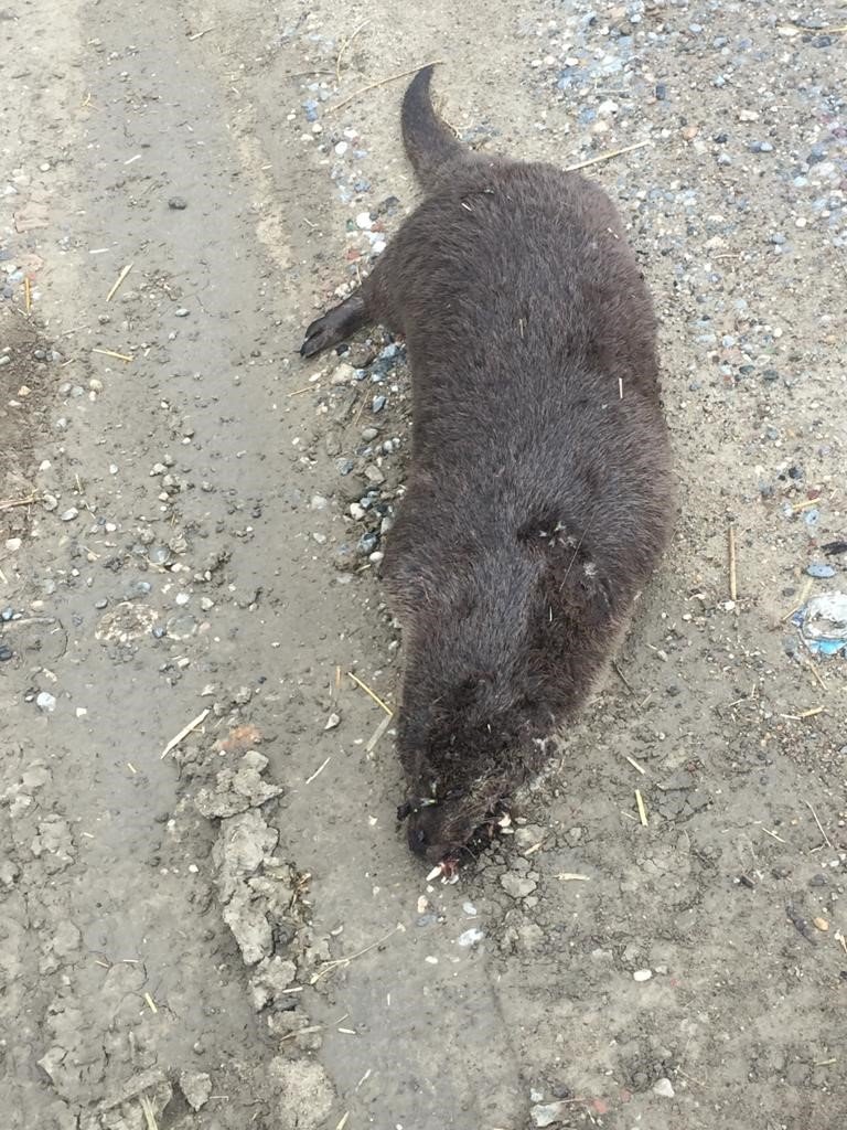 Aydın’da uzun yıllardır görünmeyen su samuru, ölü olarak bulundu