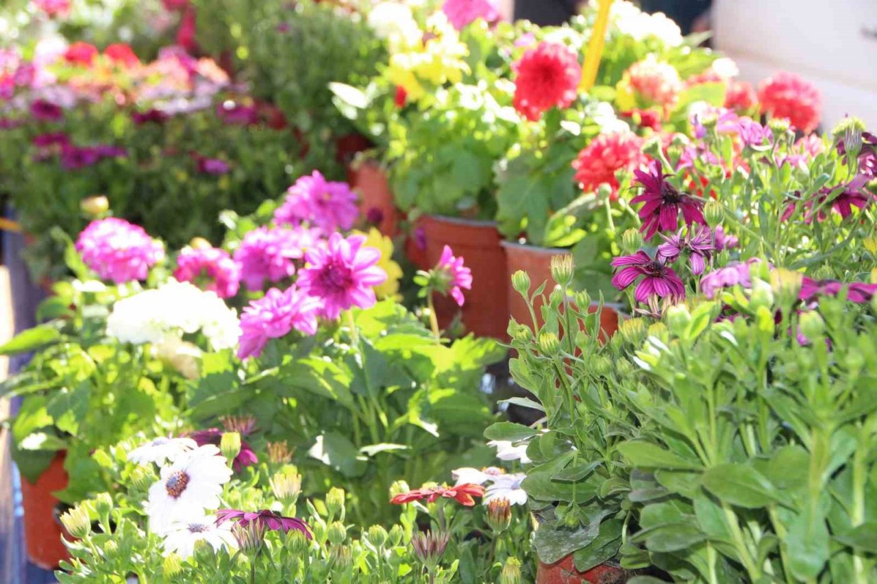 Rengarenk çiçekler pazar tezgahlarını süsledi