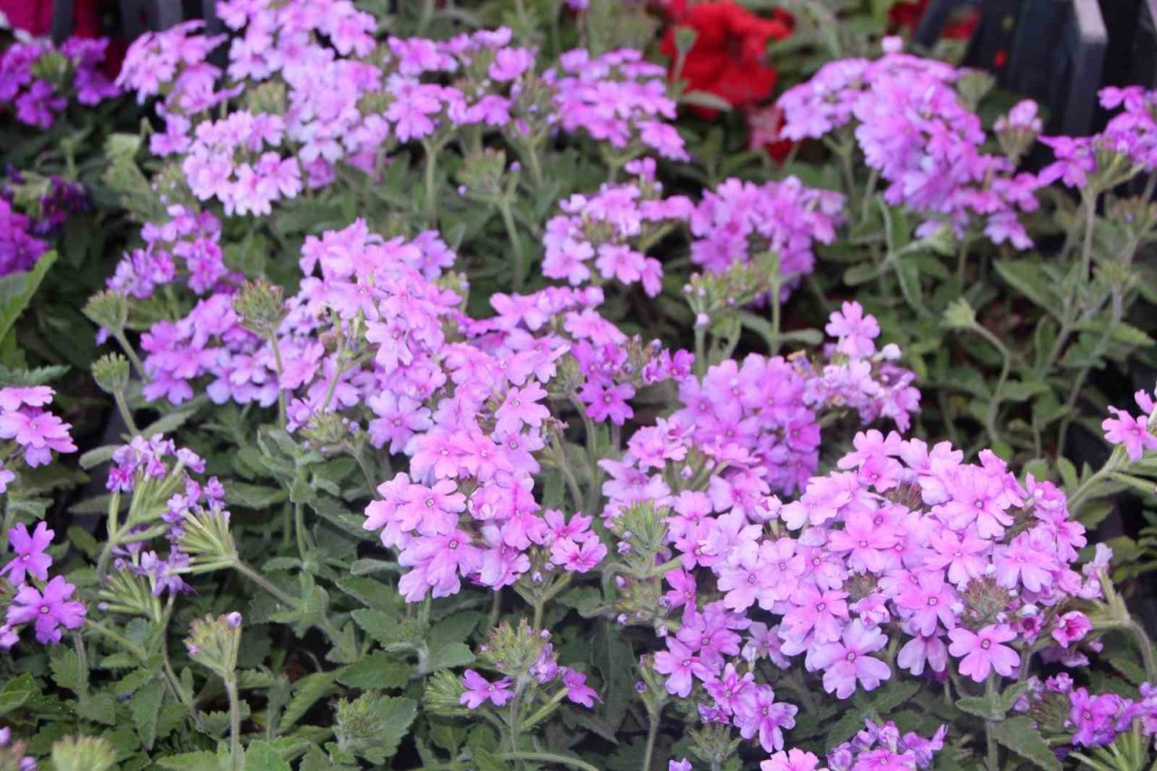 Rengarenk çiçekler pazar tezgahlarını süsledi