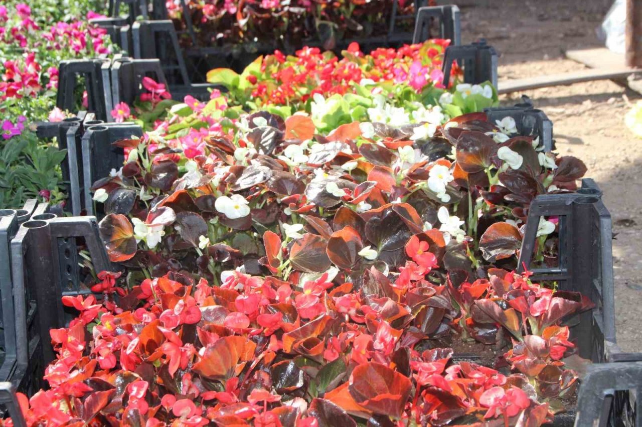 Rengarenk çiçekler pazar tezgahlarını süsledi