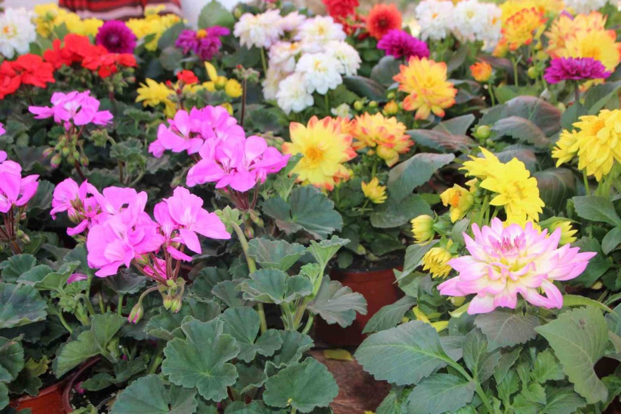 Rengarenk çiçekler pazar tezgahlarını süsledi