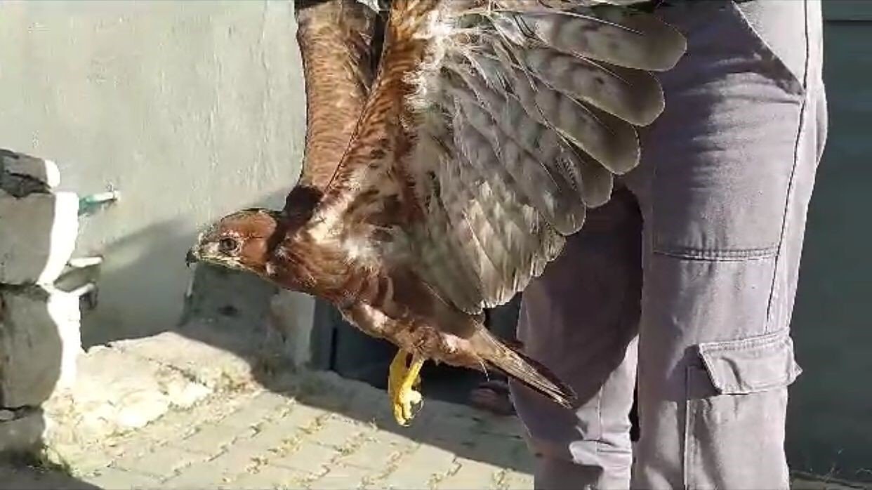 Siirt’te köylülerin bulduğu yaralı şahin tedaviye alındı