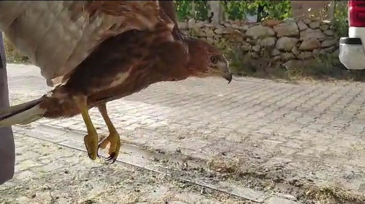 Siirt’te köylülerin bulduğu yaralı şahin tedaviye alındı