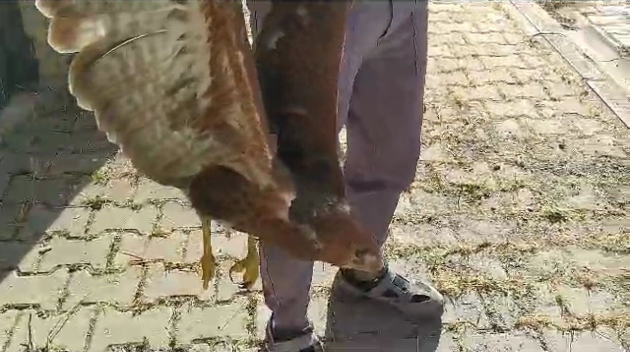 Siirt’te köylülerin bulduğu yaralı şahin tedaviye alındı