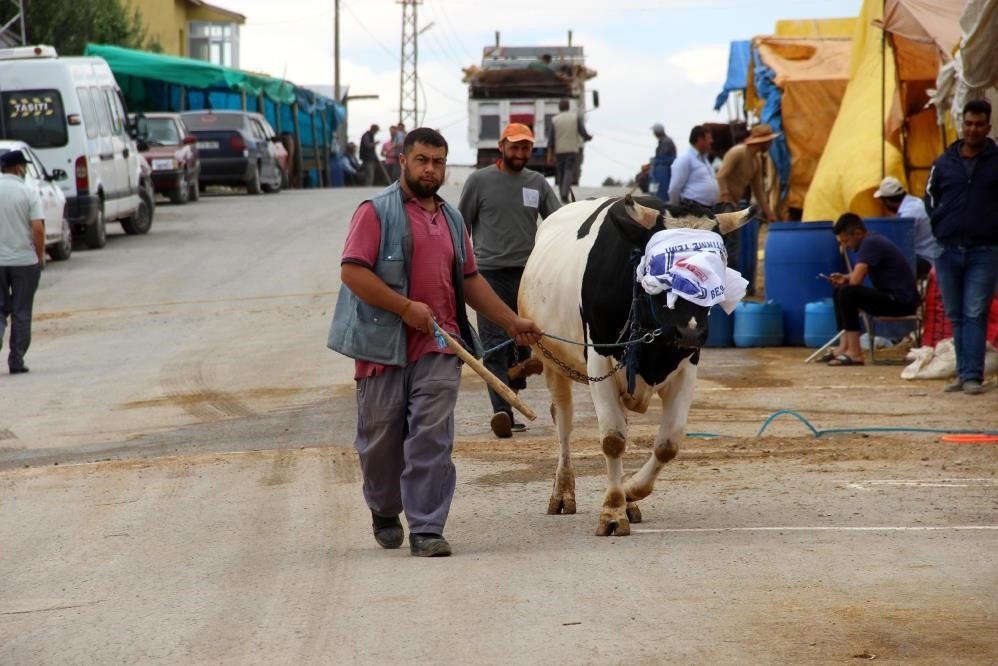 Kurban Bayramı öncesi Sivas’ta Kurban pazarı açılmayacak