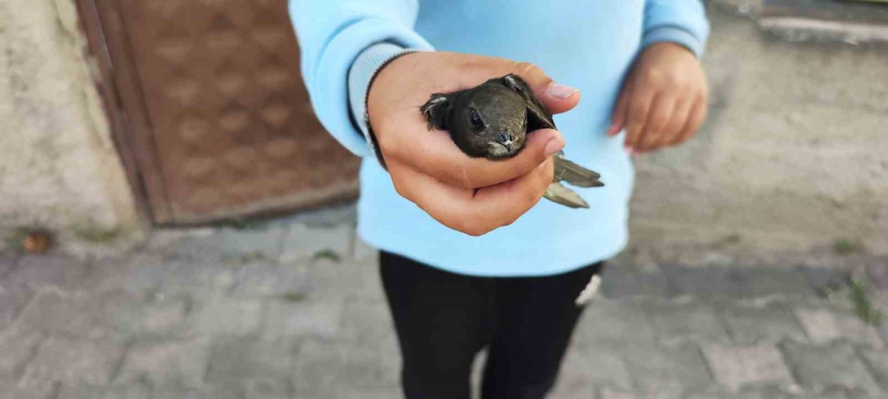 Ömrünü havada geçiren ebabil kuşu yaralı halde bulundu