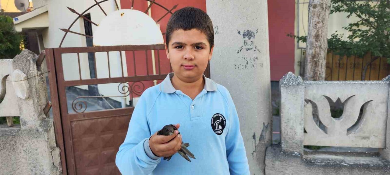 Ömrünü havada geçiren ebabil kuşu yaralı halde bulundu