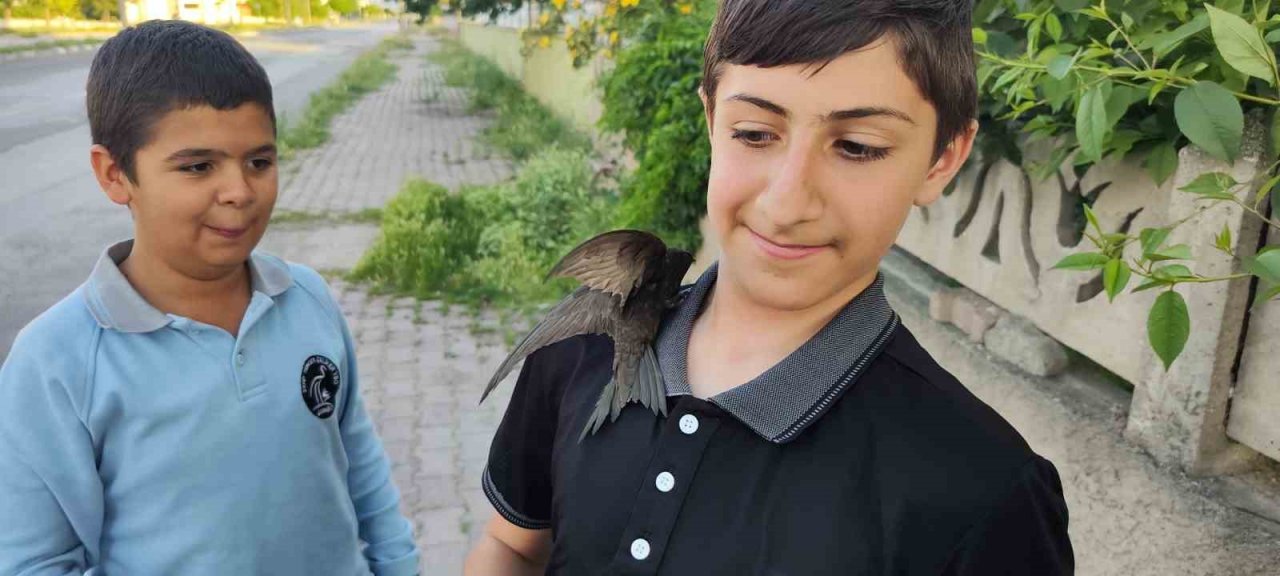 Ömrünü havada geçiren ebabil kuşu yaralı halde bulundu