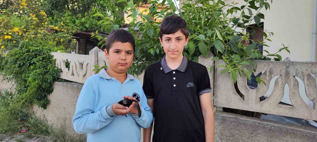 Ömrünü havada geçiren ebabil kuşu yaralı halde bulundu