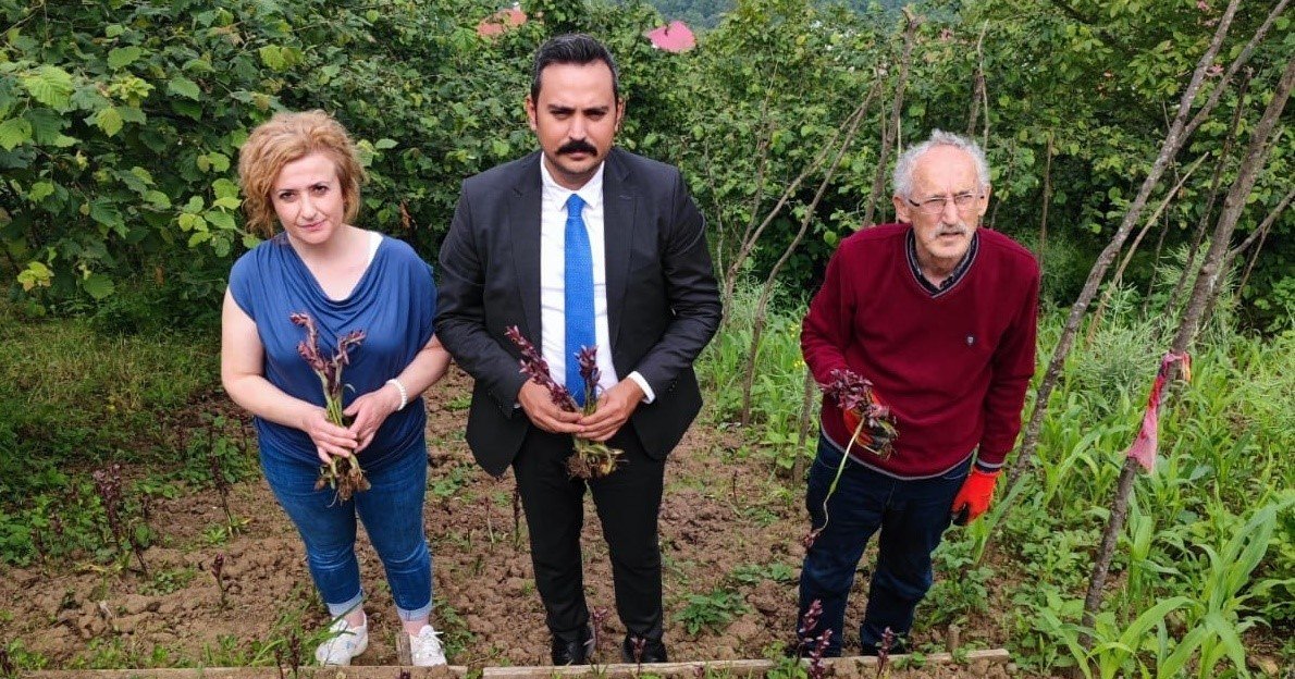 Trabzon’da ilk kez dikimi yapılan salepin hasatı yapıldı