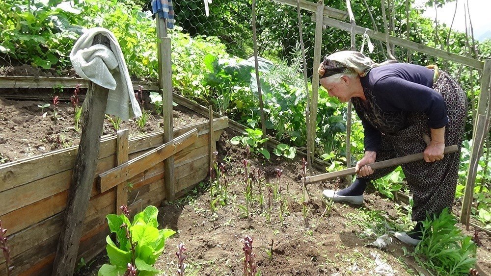 Trabzon’da ilk kez dikimi yapılan salepin hasatı yapıldı