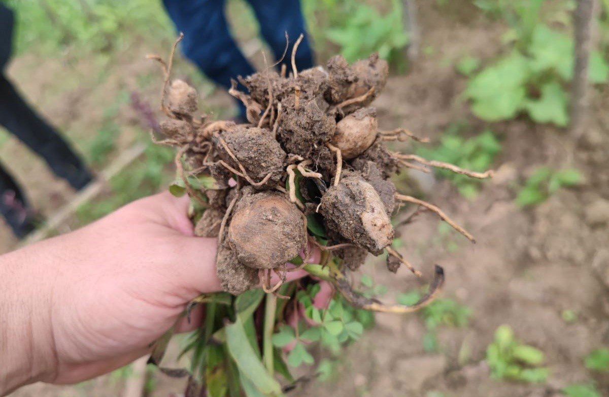 Trabzon’da ilk kez dikimi yapılan salepin hasatı yapıldı