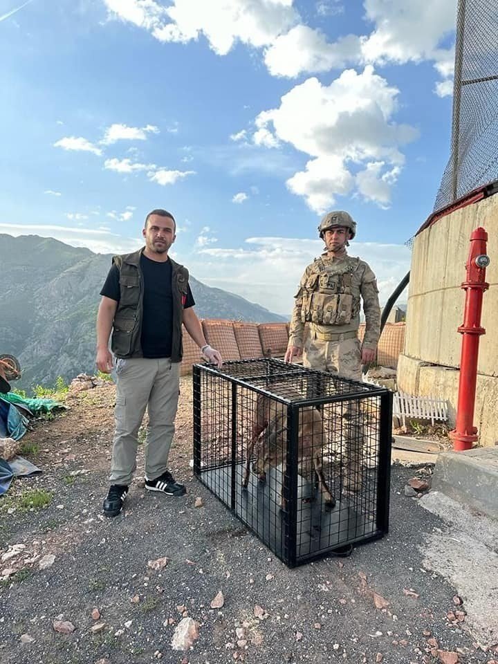 Tunceli’de yaralı bulunan dağ keçisi koruma altına alındı