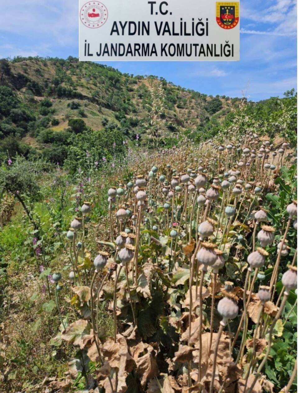 Yasadışı ekime Jandarma baskını