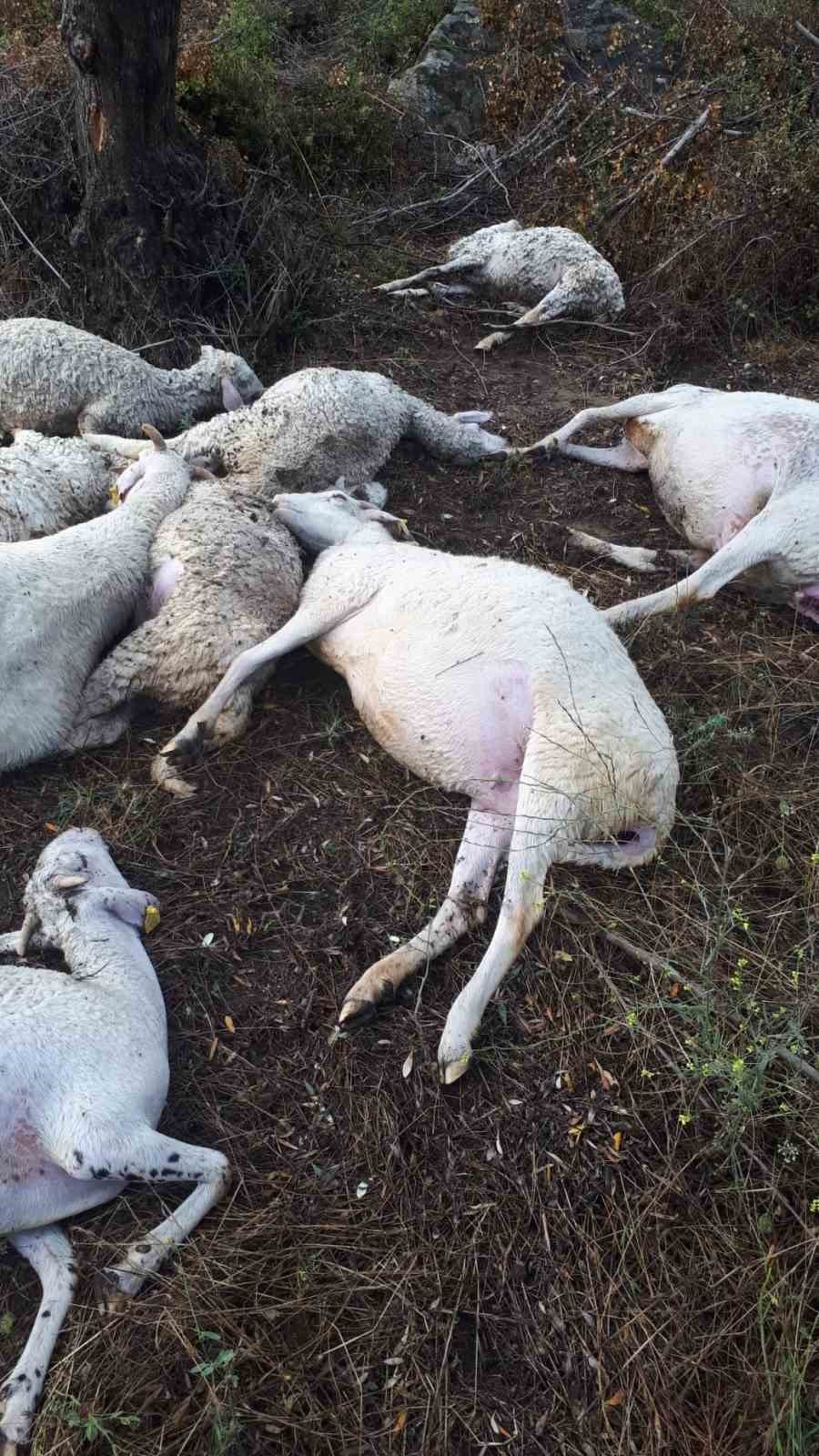 Yıldırım düşmesi sonucu 10 koyun telef oldu