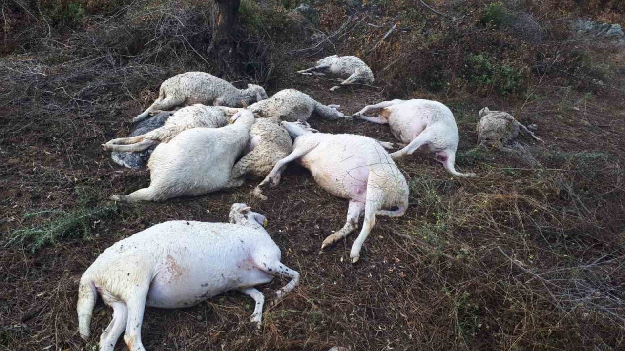 Yıldırım düşmesi sonucu 10 koyun telef oldu