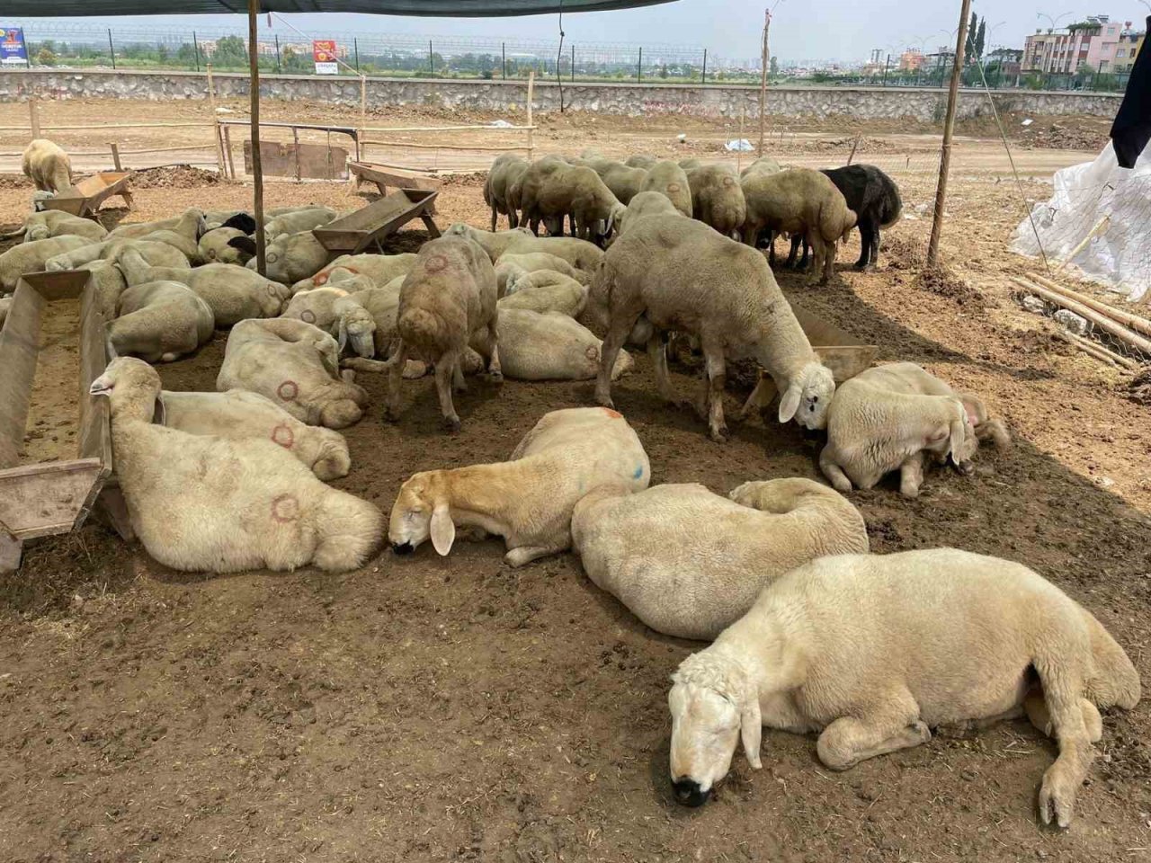 Adana’da kurban pazarları kurulmaya başladı, satıcılar dikkat edilmesi gerekenleri anlattı