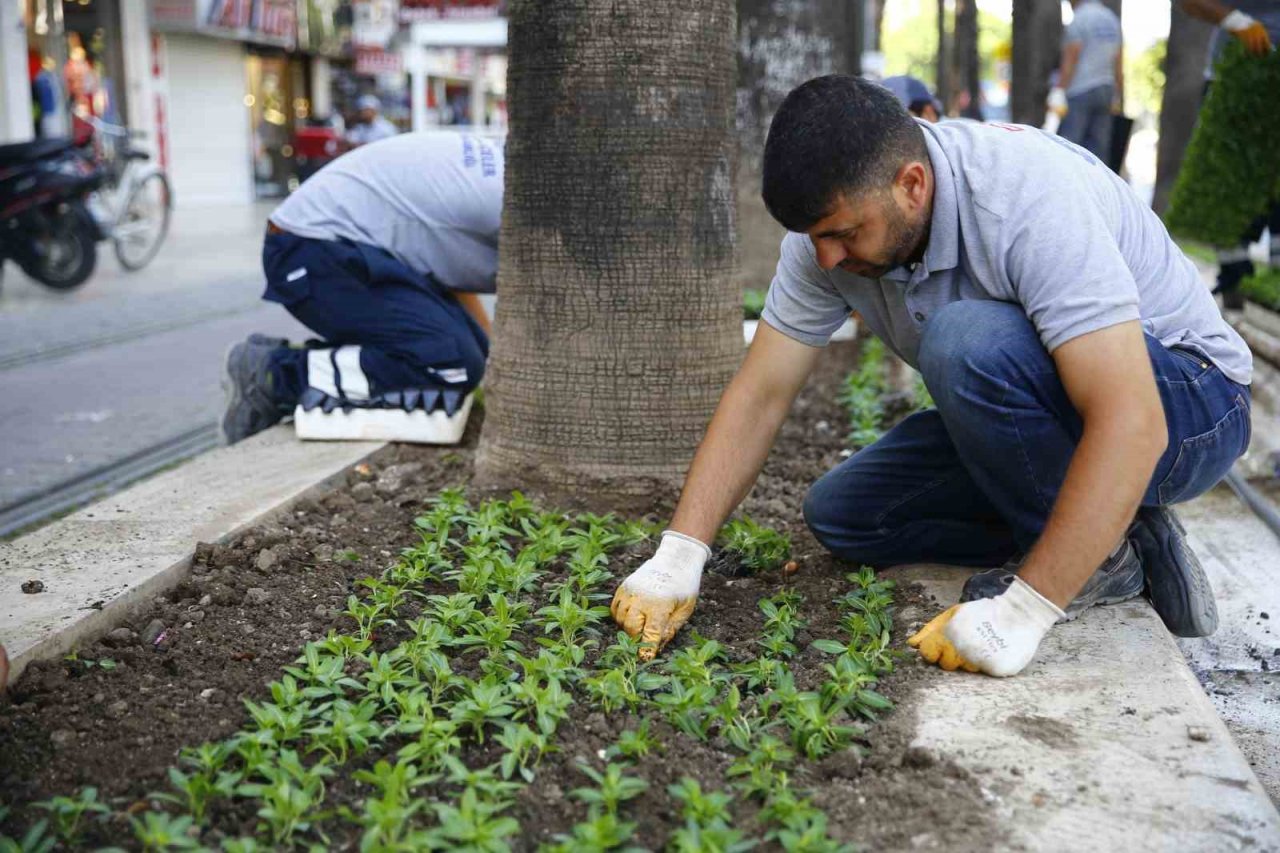 Antalya bu yaz çiçek bahçesine dönecek