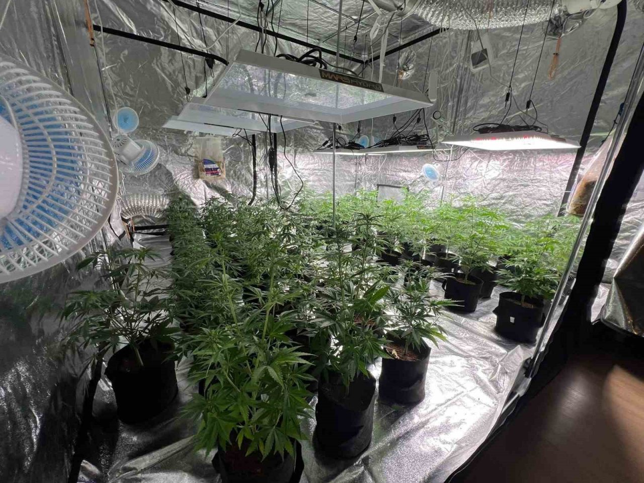 Ataşehir’de uyuşturucu serasına çevrilen eve polis operasyonu