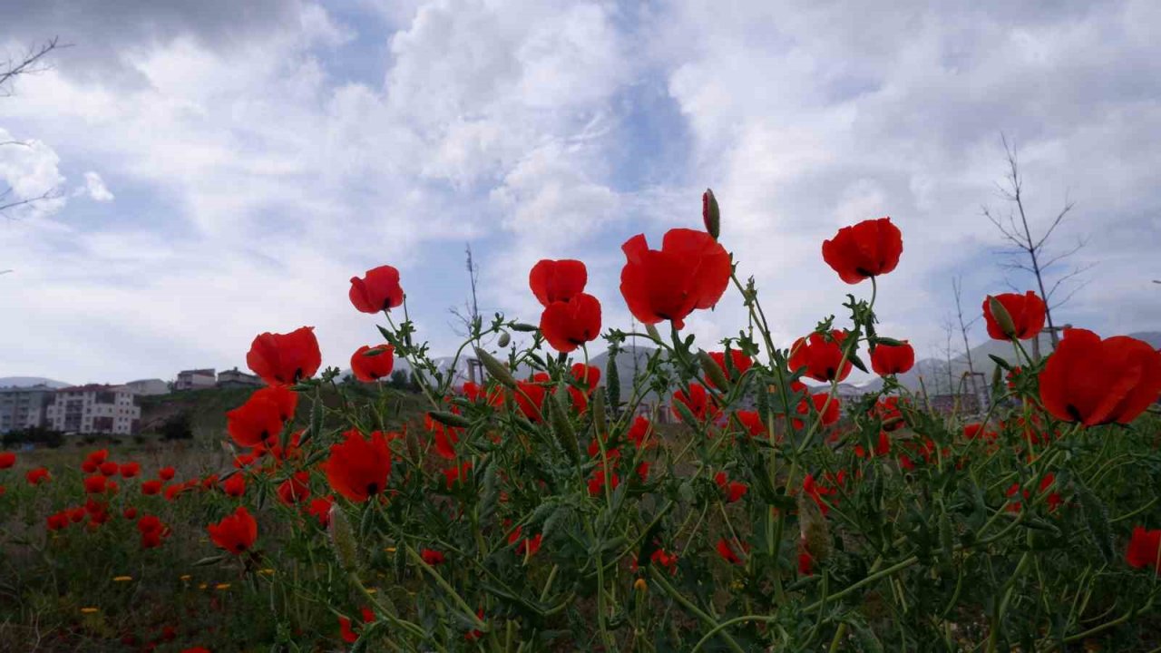Kampüste gelincik şöleni