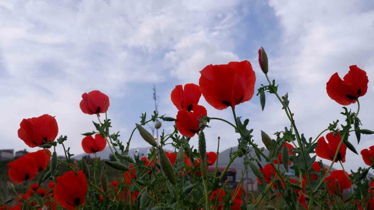 Kampüste gelincik şöleni