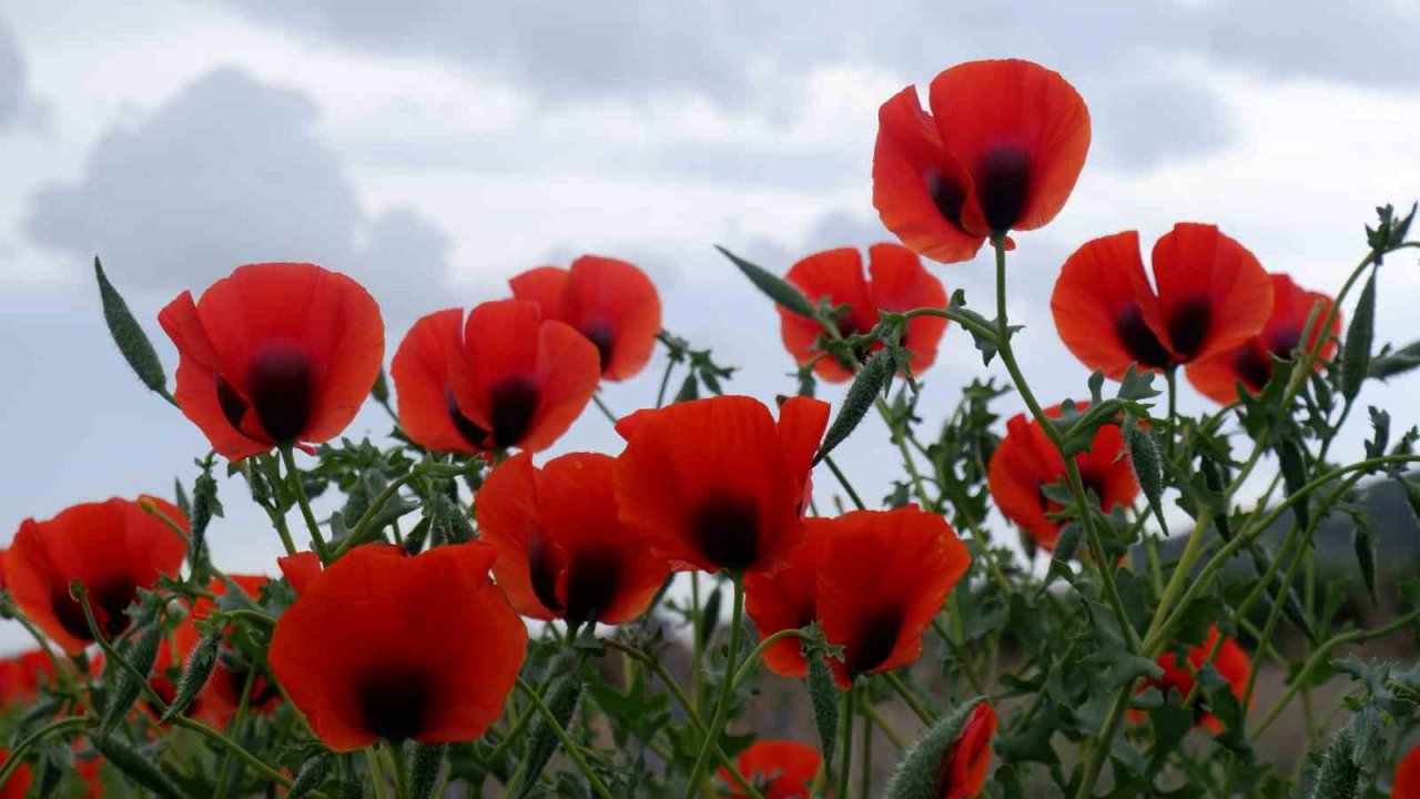 Kampüste gelincik şöleni