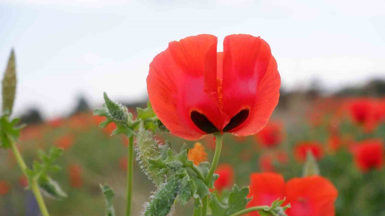 Kampüste gelincik şöleni