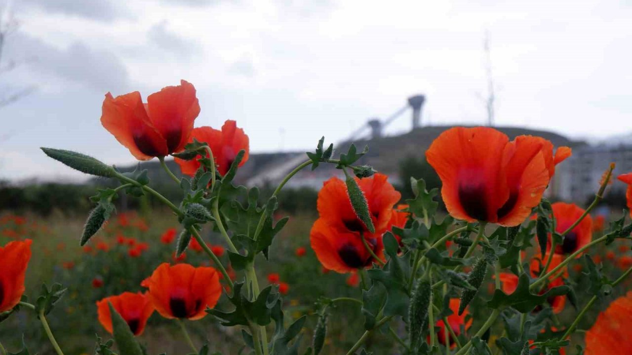 Kampüste gelincik şöleni