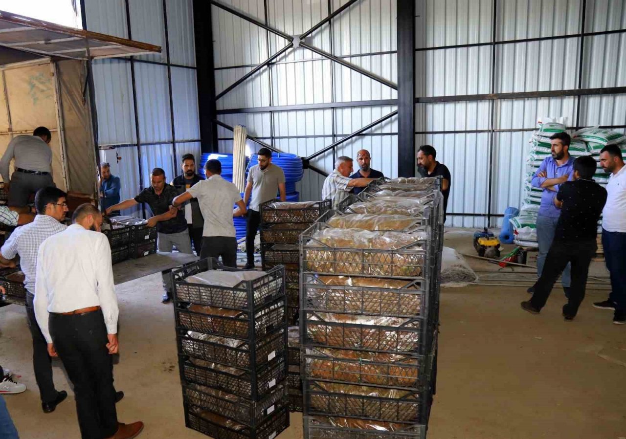 Bingöl’de 170 bin adet çilek fidesi dağıtıldı