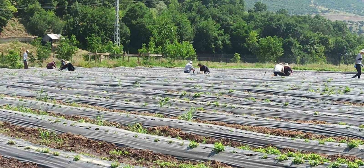Bingöl’de 170 bin adet çilek fidesi dağıtıldı