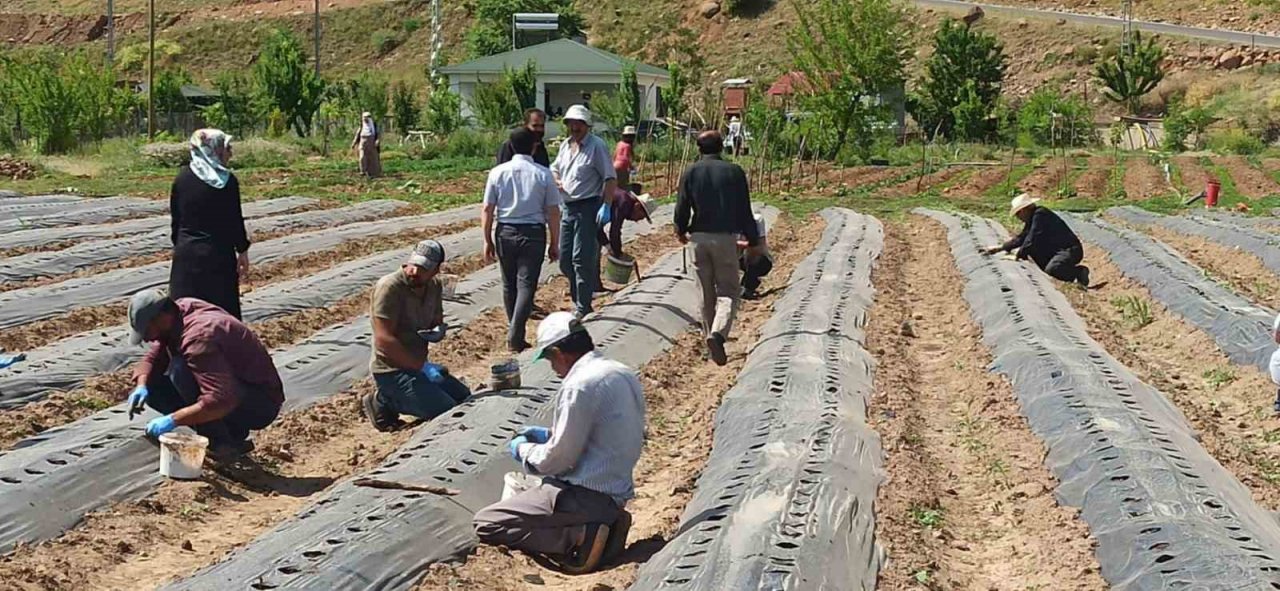 Bingöl’de 170 bin adet çilek fidesi dağıtıldı