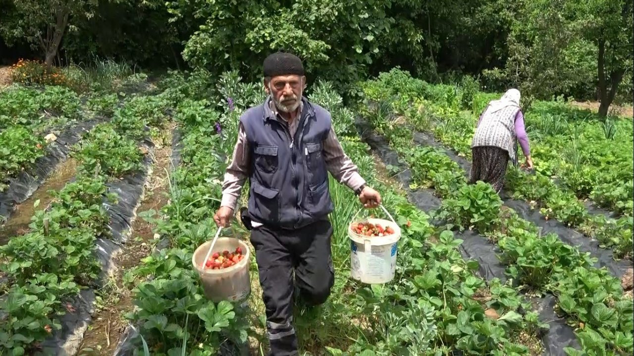 Demirciören çileği tezgahlarda