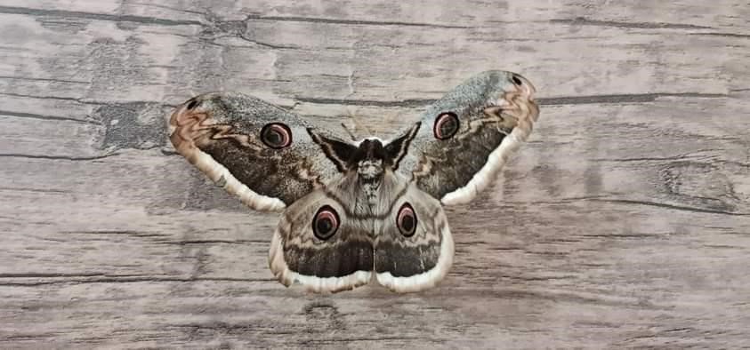 Tokat’ta dev Tavus güvesi görüldü